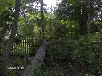 A tree in a forest

Description automatically generated