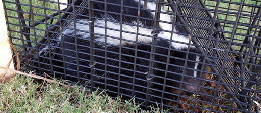 A bird sitting on top of a metal cage

Description automatically generated