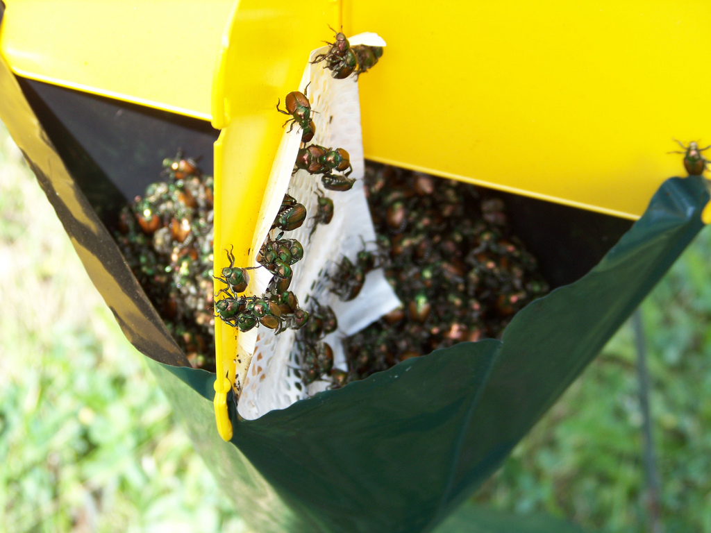 A close up of a flower

Description automatically generated